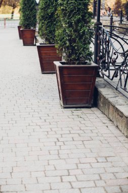 Gündüz vakti dışarıda yeşil kozalaklı bitkilerle dolu tahta kutular. 