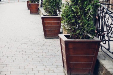 Gündüz vakti dışarıda yeşil kozalaklı bitkilerle dolu tahta kutular. 