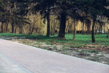 Yeşil bitkilerle dolu bahçe taşı patikası, gündüz vakti tuğla kaldırım. 