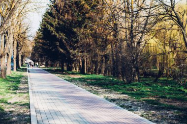 Yeşil bitkilerle dolu bahçe taşı patikası, gündüz vakti tuğla kaldırım. 