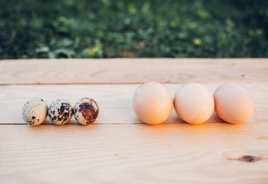 Bıldırcın ve tavuk yumurtası yakın plan.