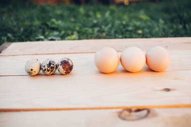 Bıldırcın ve tavuk yumurtası yakın plan.