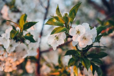 Baharda mavi gökyüzünde kiraz çiçekleri açar.