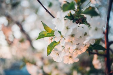 Baharda mavi gökyüzünde kiraz çiçekleri açar.