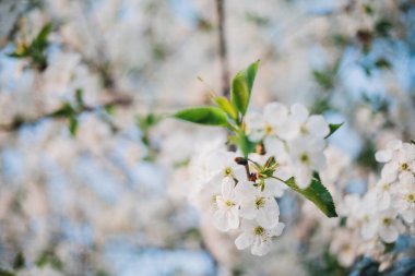 Baharda mavi gökyüzünde kiraz çiçekleri açar.