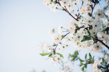 Baharda mavi gökyüzünde kiraz çiçekleri açar.
