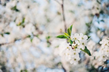 Baharda mavi gökyüzünde kiraz çiçekleri açar.