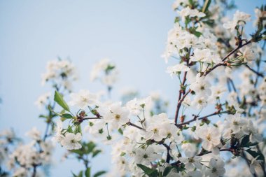 Baharda mavi gökyüzünde kiraz çiçekleri açar.