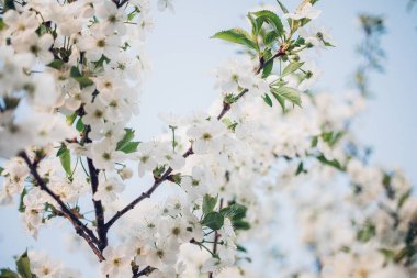 Baharda mavi gökyüzünde kiraz çiçekleri açar.