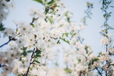Baharda mavi gökyüzünde kiraz çiçekleri açar.