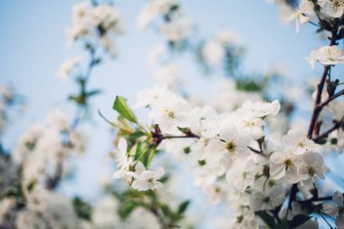 Baharda mavi gökyüzünde kiraz çiçekleri açar.