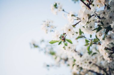 Baharda mavi gökyüzünde kiraz çiçekleri açar.