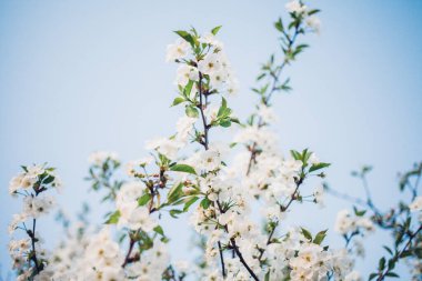 Baharda mavi gökyüzünde kiraz çiçekleri açar.