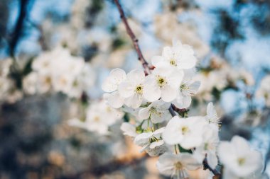 Baharda mavi gökyüzünde kiraz çiçekleri açar.