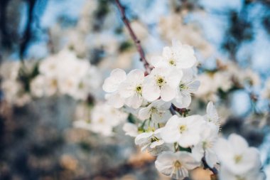Baharda mavi gökyüzünde kiraz çiçekleri açar.