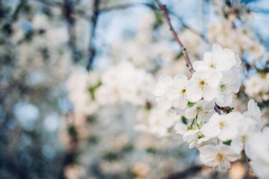Baharda mavi gökyüzünde kiraz çiçekleri açar.