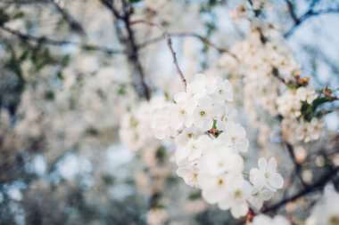 Baharda mavi gökyüzünde kiraz çiçekleri açar.