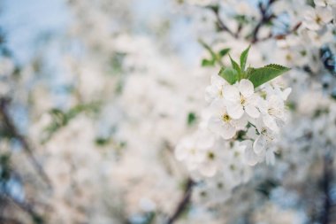 Baharda mavi gökyüzünde kiraz çiçekleri açar.