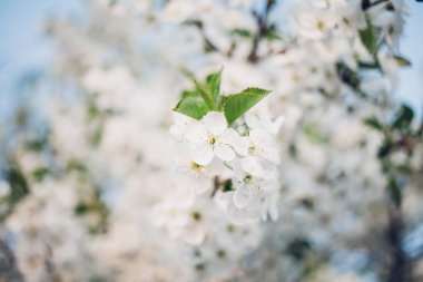 Baharda mavi gökyüzünde kiraz çiçekleri açar.