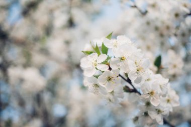 Baharda mavi gökyüzünde kiraz çiçekleri açar.