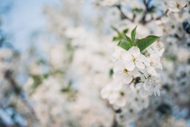 Baharda mavi gökyüzünde kiraz çiçekleri açar.