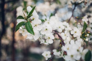 Baharda mavi gökyüzünde kiraz çiçekleri açar.