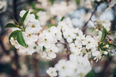Baharda mavi gökyüzünde kiraz çiçekleri açar.
