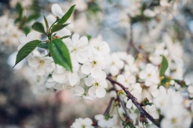 Baharda mavi gökyüzünde kiraz çiçekleri açar.