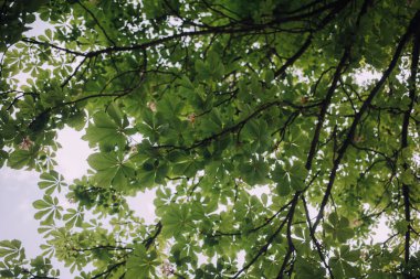 Kestane çiçekleri ve yeşil yapraklar
