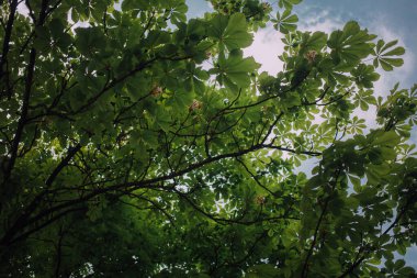 Kestane çiçekleri ve yeşil yapraklar