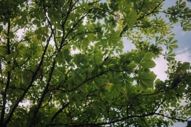 Kestane çiçekleri ve yeşil yapraklar