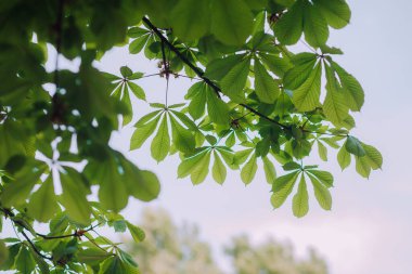 Kestane çiçekleri ve yeşil yapraklar