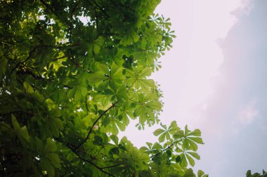 Kestane çiçekleri ve yeşil yapraklar