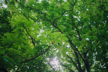 Kestane çiçekleri ve yeşil yapraklar