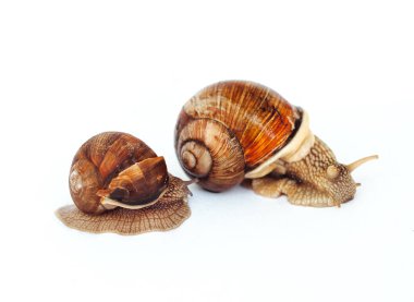 Beyaz bir arka plan üzerinde izole salyangoz