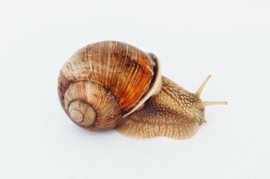 Beyaz arka planda izole edilmiş salyangoz