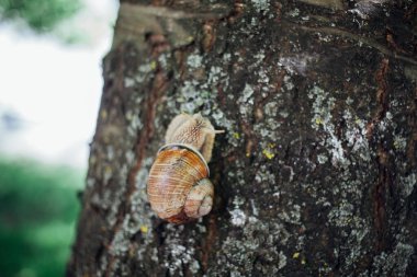 Salyangoz ağaca tırmanıyor, yakın çekim, bulanık arkaplan 