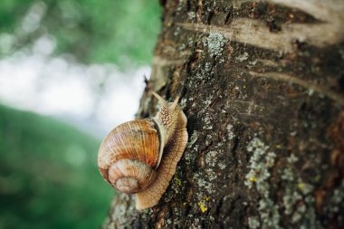 Salyangoz ağaca tırmanıyor, yakın çekim, bulanık arkaplan 
