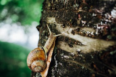 Salyangoz ağaca tırmanıyor, yakın çekim, bulanık arkaplan 