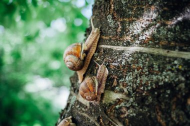 Salyangozlar ağaca tırmanıyor, yakın çekim, bulanık arkaplan 