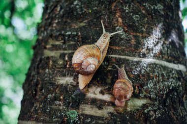 Salyangozlar ağaca tırmanıyor, yakın çekim, bulanık arkaplan 