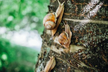 Salyangozlar ağaca tırmanıyor, yakın çekim, bulanık arkaplan 