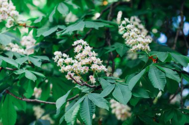 Kestane çiçekleri ve yeşil yapraklar