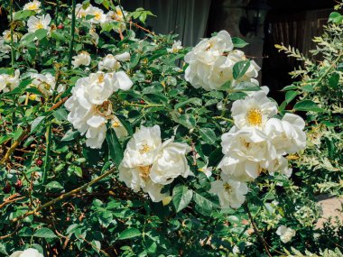 Beyaz gül çiçekleriyle çiçek açan çalılar.