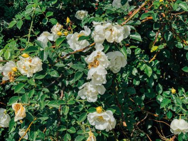 Beyaz gül çiçekleriyle çiçek açan çalılar.