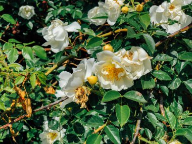 Beyaz gül çiçekleriyle çiçek açan çalılar.