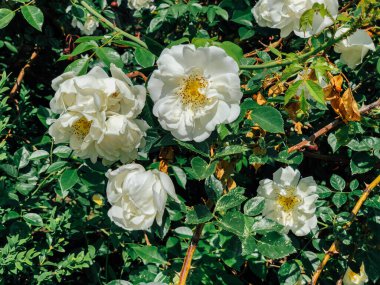 Beyaz gül çiçekleriyle çiçek açan çalılar.