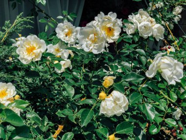 Beyaz gül çiçekleriyle çiçek açan çalılar.