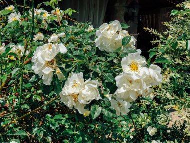 Beyaz gül çiçekleriyle çiçek açan çalılar.