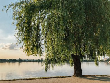 Parktaki döşeme ve döşeme yolu ile süslenmiş